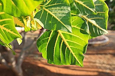  光子工作室开发《末刀》正式发售 首发特惠12元