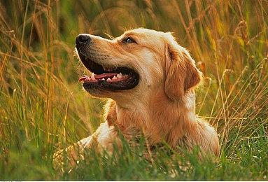 全景展现维京时代的壮丽旅程《刺客信条：英灵殿艺术设定集》现货发售