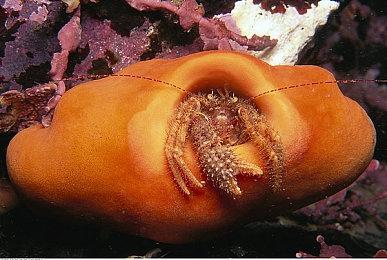 传《宝可梦TCG Pocket》将于3月添加天梯排位对战